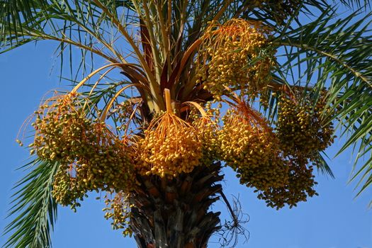 Areca or betel nut palm tree (Areca catechu) with ripe fruits

