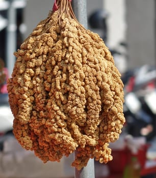 Ears of millet grain are hung up to dry