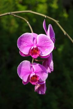 Purple and blossoms of the Phalaenopsis orchid family