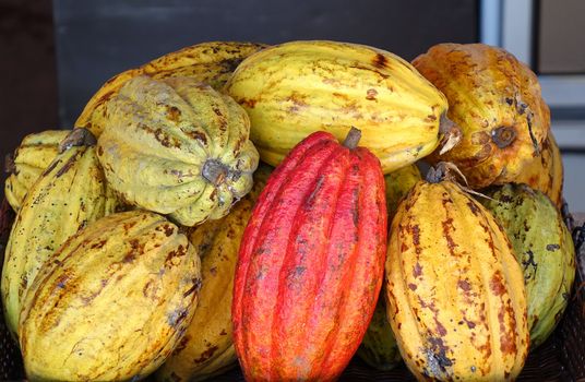 Varieties of cacao pods, the seeds of which are used for cocoa and chocolate
