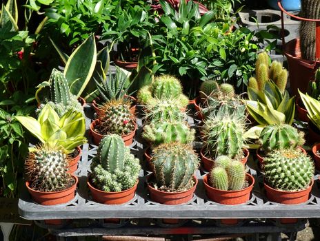 A street vendor at a flower market sells cactuses in pots