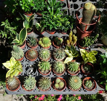 A street vendor at a flower market sells cactuses in pots
