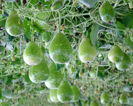 Green calabash or bottle gourds are growing on a vine
