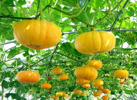 Bright yellow cheese pumpkins grow on vines