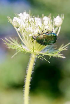 Cetonia aurata, also known as rose chafer or green rose chafer, on a Daucus carota flower, under the warm summer sun in Kiev, Ukraine