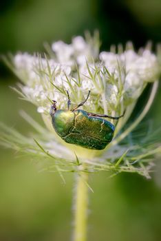 Cetonia aurata, also known as rose chafer or green rose chafer, on a Daucus carota flower, under the warm summer sun in Kiev, Ukraine