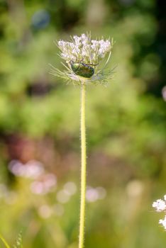 Cetonia aurata, also known as rose chafer or green rose chafer, on a Daucus carota flower, under the warm summer sun in Kiev, Ukraine