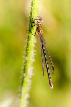 Female of a damselfly called Lestes sponsa, also known as emerald damselfly or common spreadwing, on the stem of a Daucus carota flower