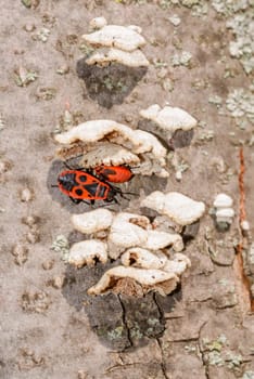 Two black and red Firebug or Pyrrhocoris apterus, adult and nymph, close to white mushrooms on a tree trunk