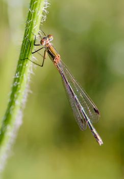Female of a damselfly called Lestes sponsa, also known as emerald damselfly or common spreadwing, on the stem of a Daucus carota flower