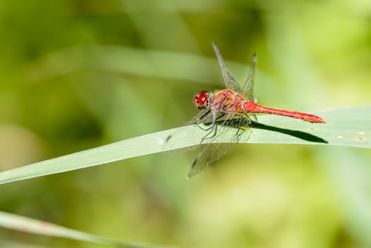 Red-veined darter (Sympetrum sanguineum ) on a leaf