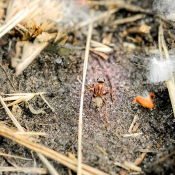 A little red and brown ant walking on the ground in middle of the straws