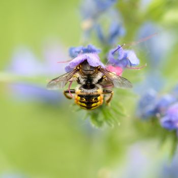 A wild bee is foraging in a blueweed  flower in the middle of the meadow under the summer sun