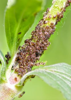 Ants are breeding aphids on a green plant