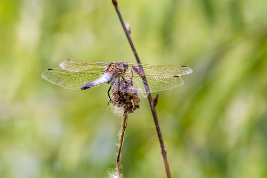 A dragonfly is resting on a dry flower showing the details of transparent wings shining under the spring sun