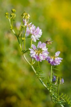 A wild bee gathering pollen at sunset on a pink clover flower