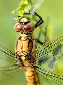 A yellow dragonfly, Orthetrum cancellatum male, also known as black-tailed skimmer, eating on a flower under the warm spring sun