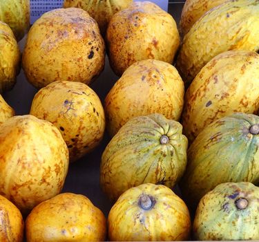 Varieties of cacao pods, the seeds of which are used for cocoa and chocolate