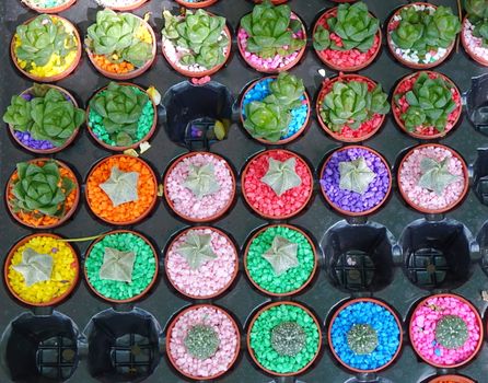 A street vendor sells cactuses and echeveria plants
