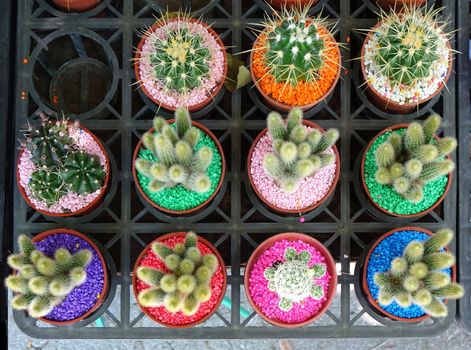 A street vendor sells cactuses in pots with colorful stones
