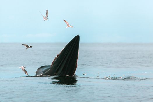 Bryde's whale, Eden's whale, Eating fish at gulf of Thailand