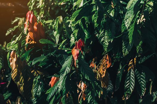 Cacao Tree (Theobroma cacao). Organic cocoa fruit pods in nature