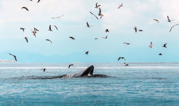 Bryde's whale, Eden's whale, Eating fish at gulf of Thailand