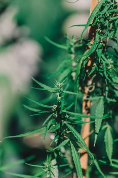 cannabis on a Black background