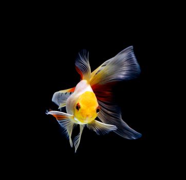 goldfish isolated on a dark black background