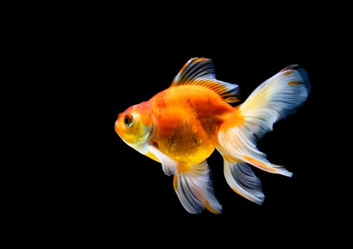 goldfish isolated on a dark black background