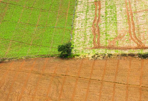 Top view. A farmer standing in his cornfield at sunset