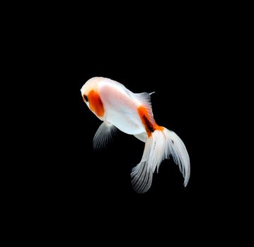 goldfish isolated on a dark black background