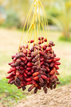 Dates palm branches with ripe dates