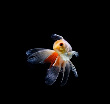 goldfish isolated on a dark black background