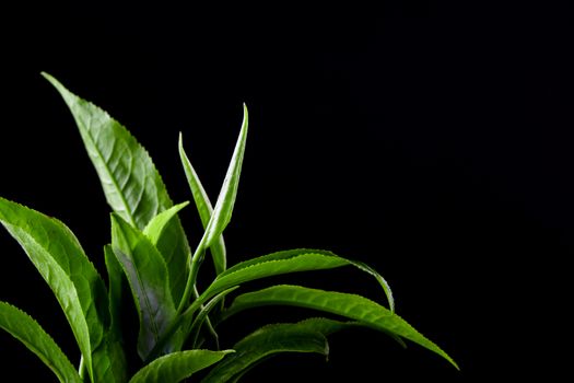 vintage Green tea leaf isolated on