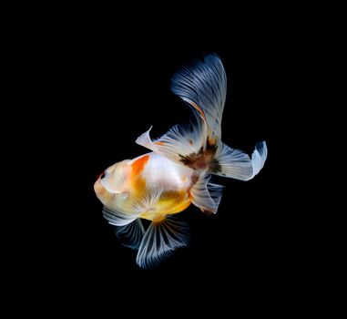 goldfish isolated on a dark black background