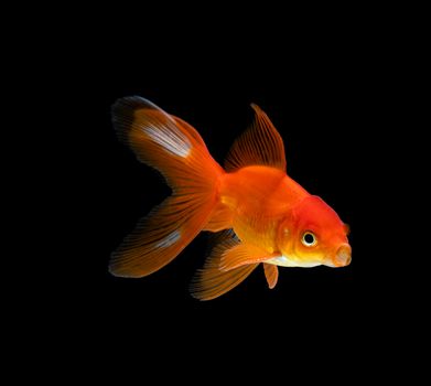 goldfish isolated on a dark black background