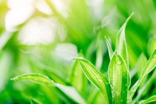 Closeup nature view of green leaf on blurred greenery background