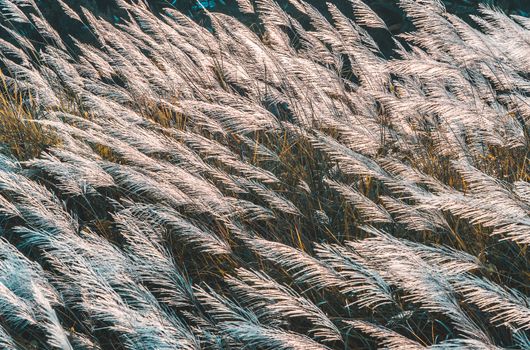 soft focus of grass and golden light at dusk