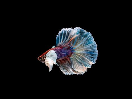 Betta fish, siamese fighting , betta splendens isolated on black background