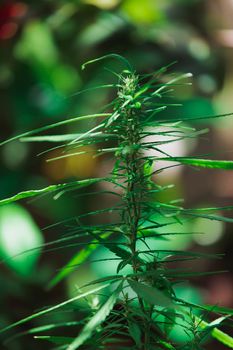 cannabis on a Black background