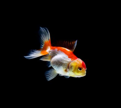 goldfish isolated on a dark black background