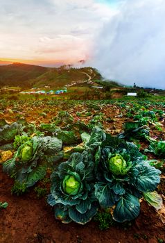 Organic cabbage cultivation Vegetable farming