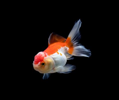 goldfish isolated on a dark black background