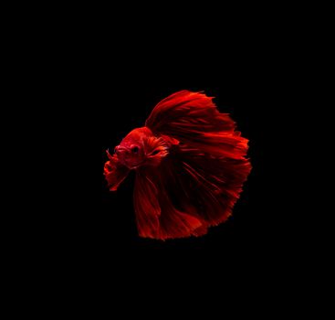 Betta fish, siamese fighting , betta splendens isolated on black background