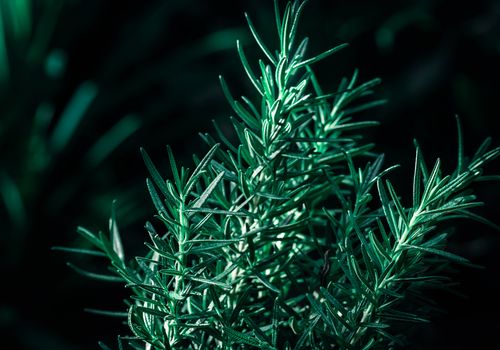 Fresh Rosemary Herb grow outdoor. Rosemary leaves Close-up