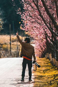 Cherry Blossom and Sakura wallpaper