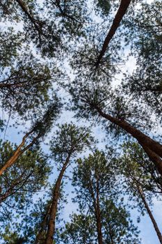 Pinus mugo - It is also known as creeping pine, dwarf mountain pine