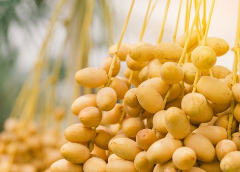 Dates palm branches with ripe dates