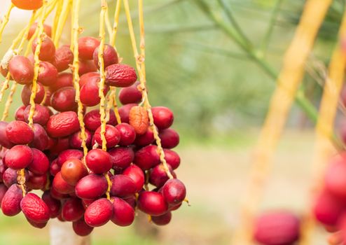 Dates palm branches with ripe dates